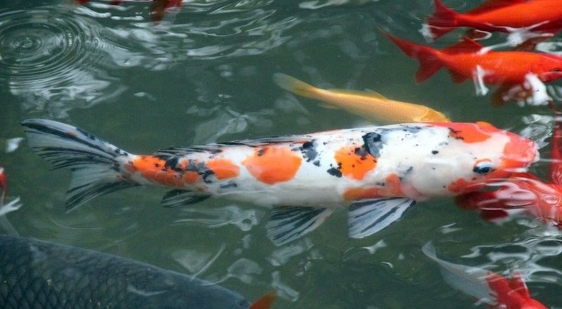龍魚和錦鯉的喂食頻率應該是多久一次？