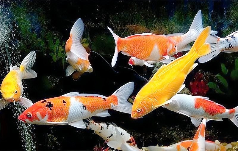 銀龍魚紅斑病的癥狀是什么？，如何預防銀龍魚紅斑病