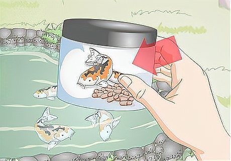 龍魚和錦鯉的喂食頻率應該是多久一次？