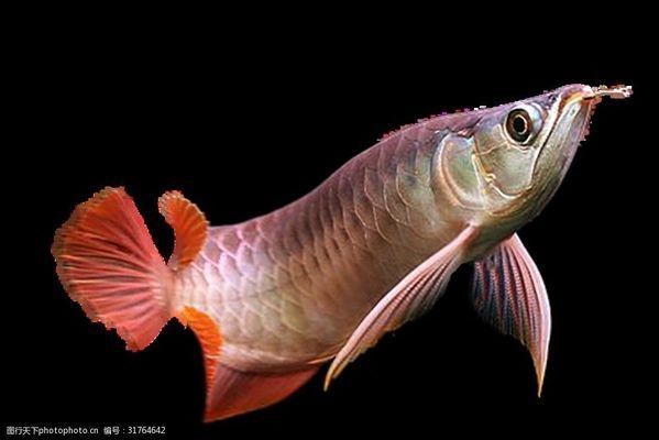 龍魚身上有白色棉絮狀物是什么：龍魚身上出現白色棉絮狀物可能由多種原因引起