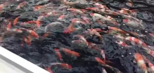 龍魚原產地的生活環境特點是水質偏黑、ph值介紹：紅龍魚原產地的生活環境特點是水質偏黑、ph值介紹