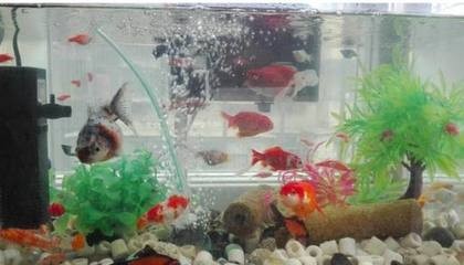 北海魚缸定做廠家聯系方式大全北海魚缸定做廠家聯系方式大全：北海魚缸定做廠家