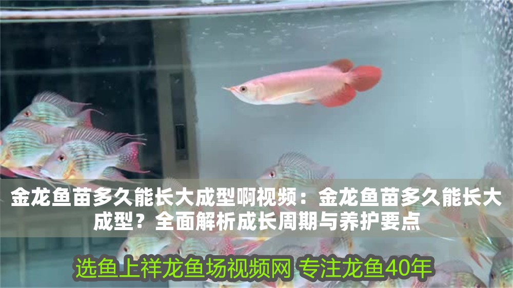 金龍魚苗多久能長大成型啊視頻：金龍魚苗多久能長大成型？全面解析成長周期與養護要點