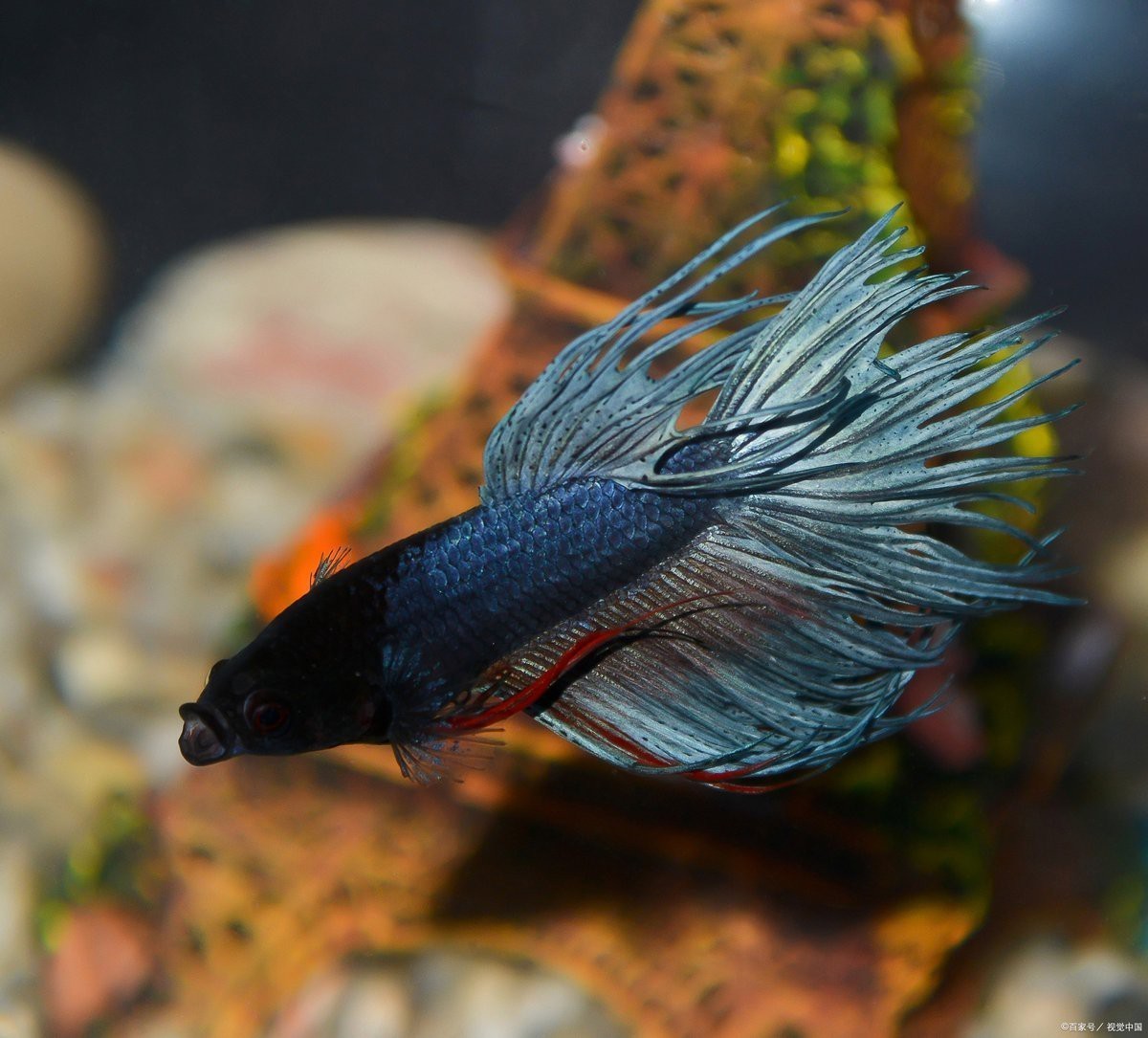鳳尾生小魚一般生幾只