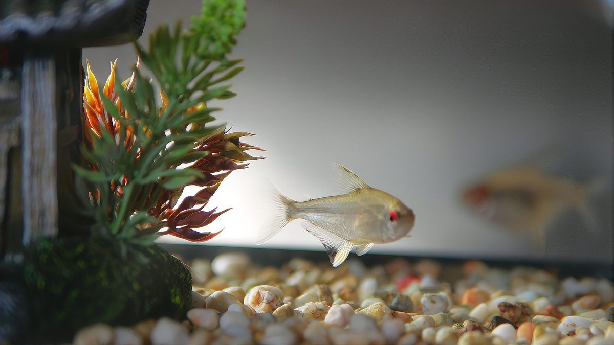 鳳尾生小魚一般生幾只
