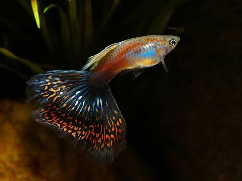 鳳尾生小魚一般生幾只
