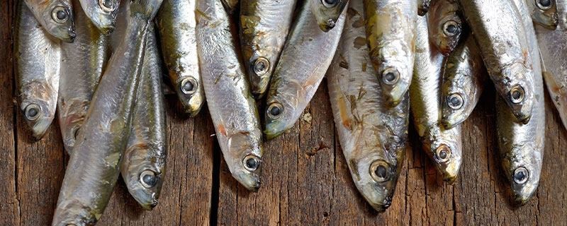 鳳尾生小魚一般生幾只