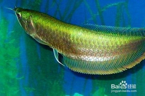 銀龍魚苗疾病預防措施：銀龍魚苗的養(yǎng)殖過程中疾病預防是至關(guān)重要的，可以有效預防