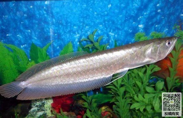 銀龍魚苗疾病預防措施：銀龍魚苗的養(yǎng)殖過程中疾病預防是至關(guān)重要的，可以有效預防