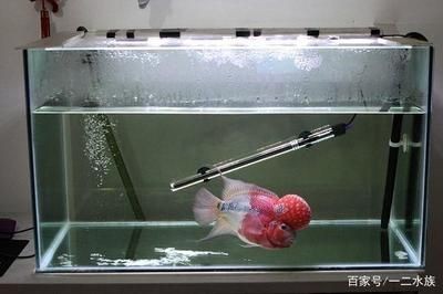 魚缸加熱棒的能源效率是每個養魚愛好者關心的問題：智能溫控系統的應用