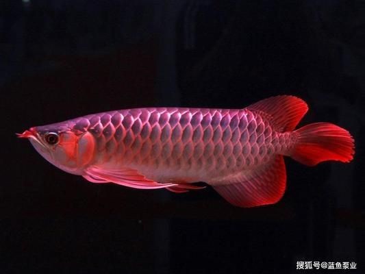 金龍魚眼睛腫的很大怎么辦：金龍魚的眼睛腫大怎么辦