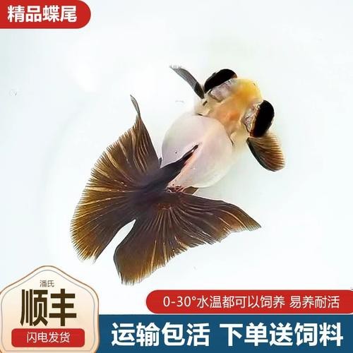 還有哪些龍種金魚是稀有品種？