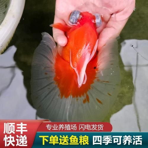 還有哪些龍種金魚是稀有品種？