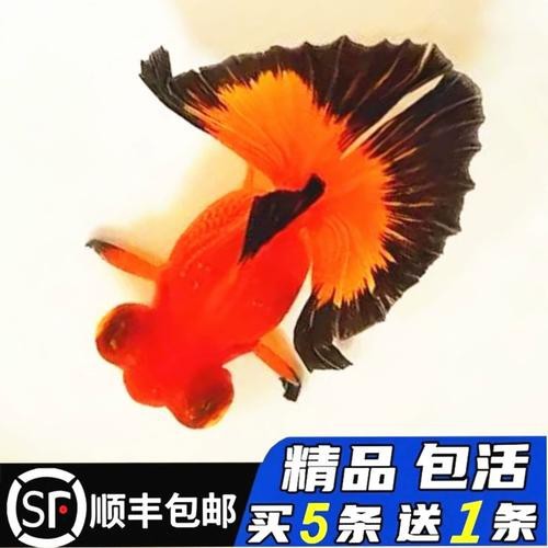 還有哪些龍種金魚是稀有品種？