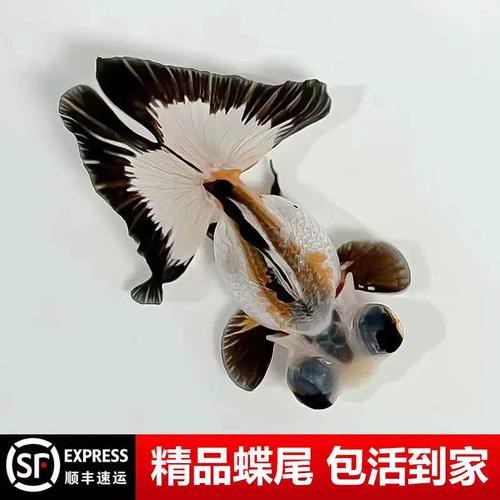還有哪些龍種金魚是稀有品種？