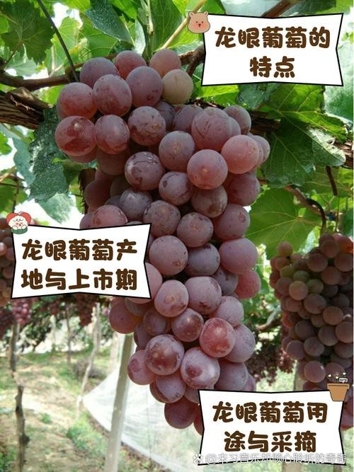 還有哪些龍種金魚是稀有品種？