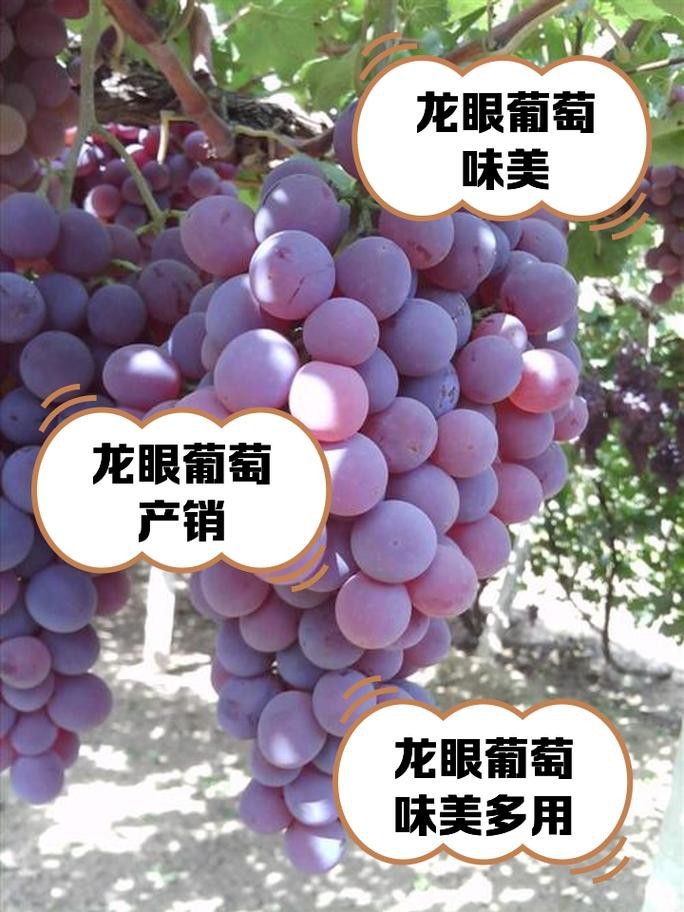 還有哪些龍種金魚是稀有品種？