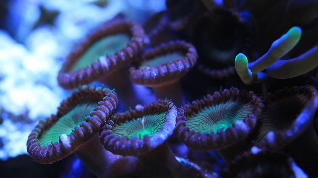 水族館魚類圖譜