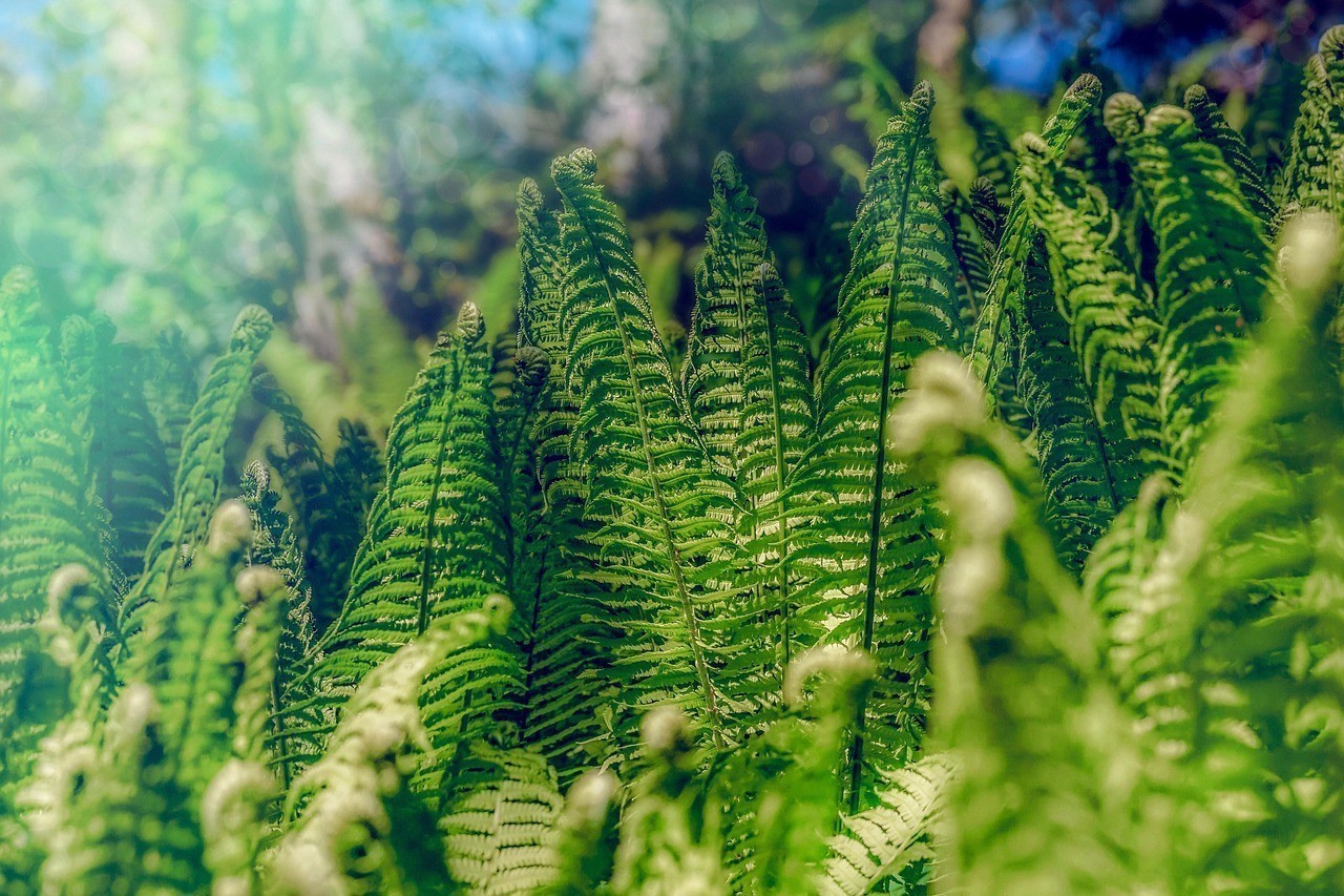 臺州經濟開發區綠沁園藝植物店