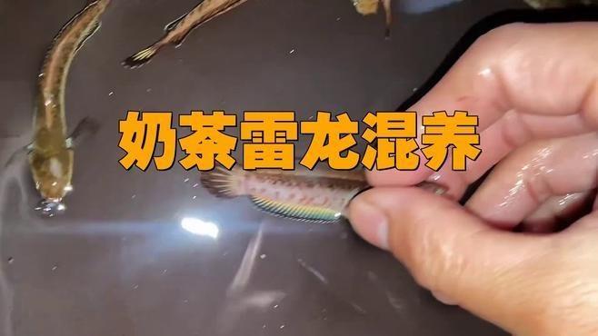 雷龍魚可以和金魚混養(yǎng)嗎圖片欣賞