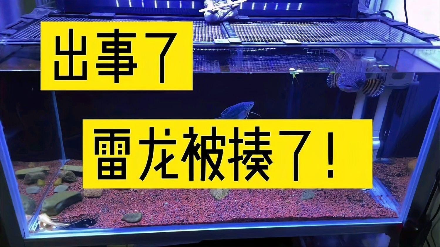 雷龍魚可以和金魚混養(yǎng)嗎圖片欣賞