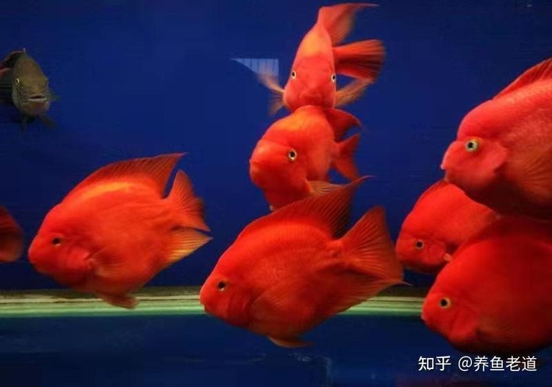 雷龍魚可以和金魚混養(yǎng)嗎圖片欣賞