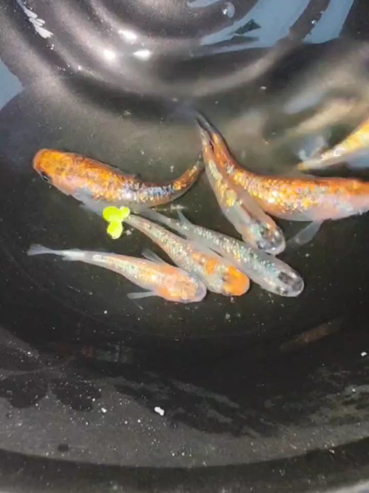 青鳉克拉斯