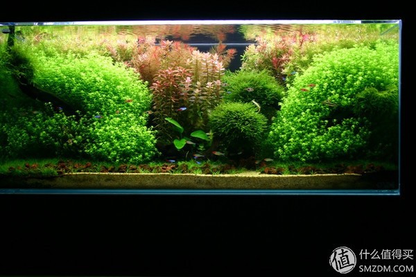 給大魚缸換水的作文:體驗給大魚缸換水的樂趣:體驗給大魚缸換水:給大魚缸換水的作文 邯鄲市邯山區魚樂亭水族館(邯鄲市邯山區魚樂亭水族館電話) 全國水族館企業名錄 邯鄲市邯山區魚樂亭水族館(邯鄲市邯山區魚樂亭水族館電話) 邯鄲市邯山區魚樂亭水族館(邯鄲市邯山區魚樂亭水族館電話) 全國水族館企業名錄