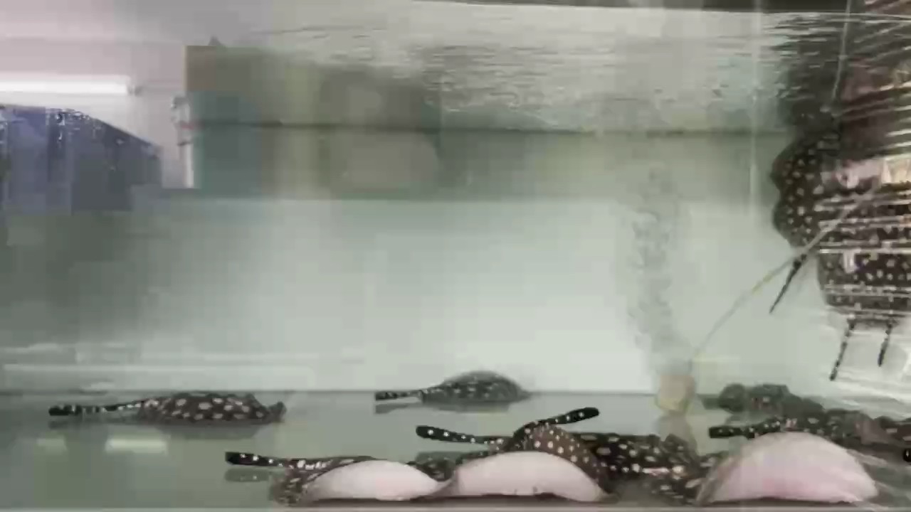 大量皇冠黑白魟魚批發零售