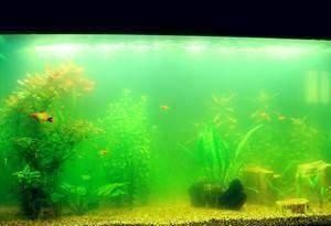 魚缸電子顯示屏壞了（魚缸顯示屏更換教程）