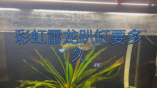 龍魚飼養(yǎng)需要多長時間適應(yīng)新環(huán)境？