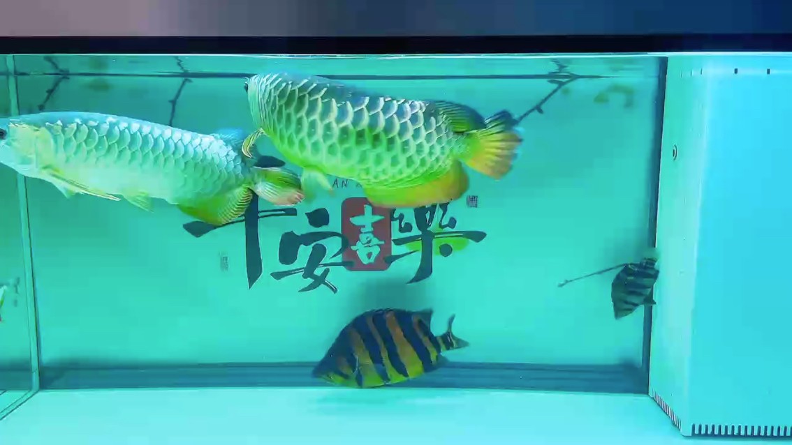 水清魚自歡，心靜福自來。