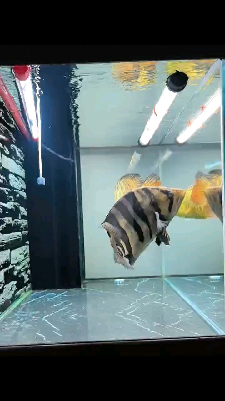 沉浸式喂魚