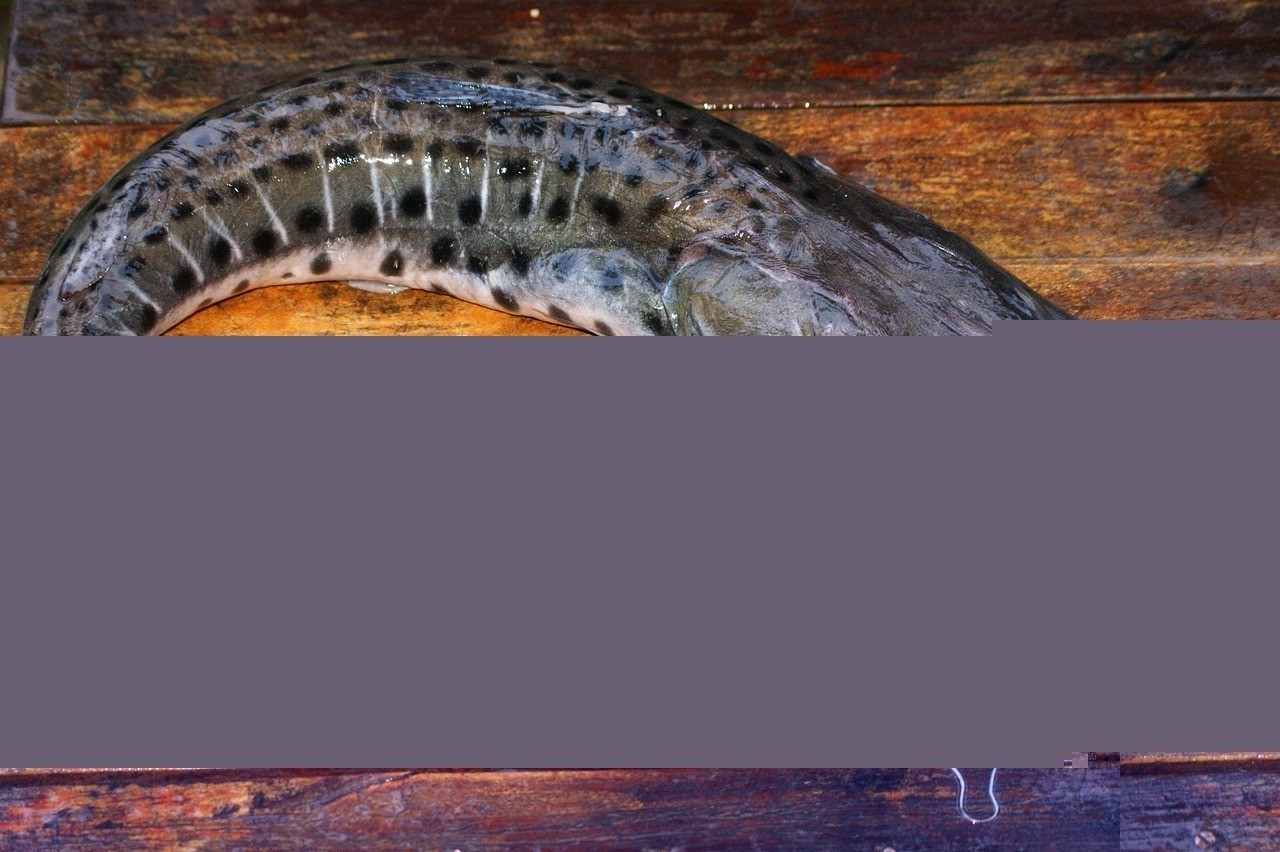 南美洲異型魚認主人的表現
