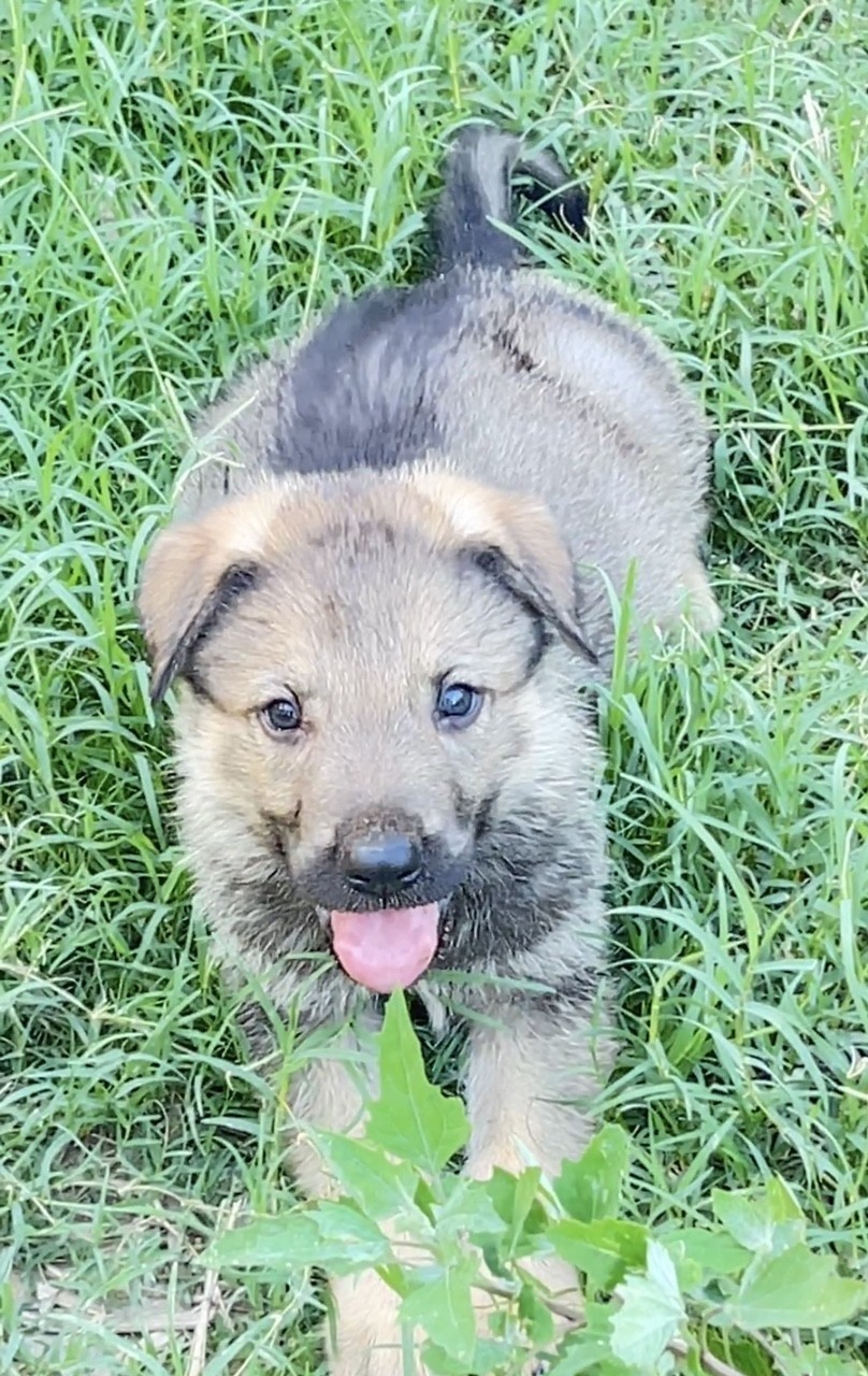 精品昆明犬公母都有（羅安血系配司平血系）。