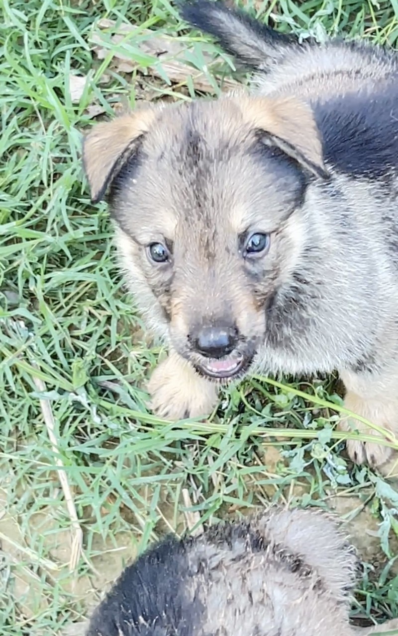 精品昆明犬公母都有（羅安血系配司平血系）。
