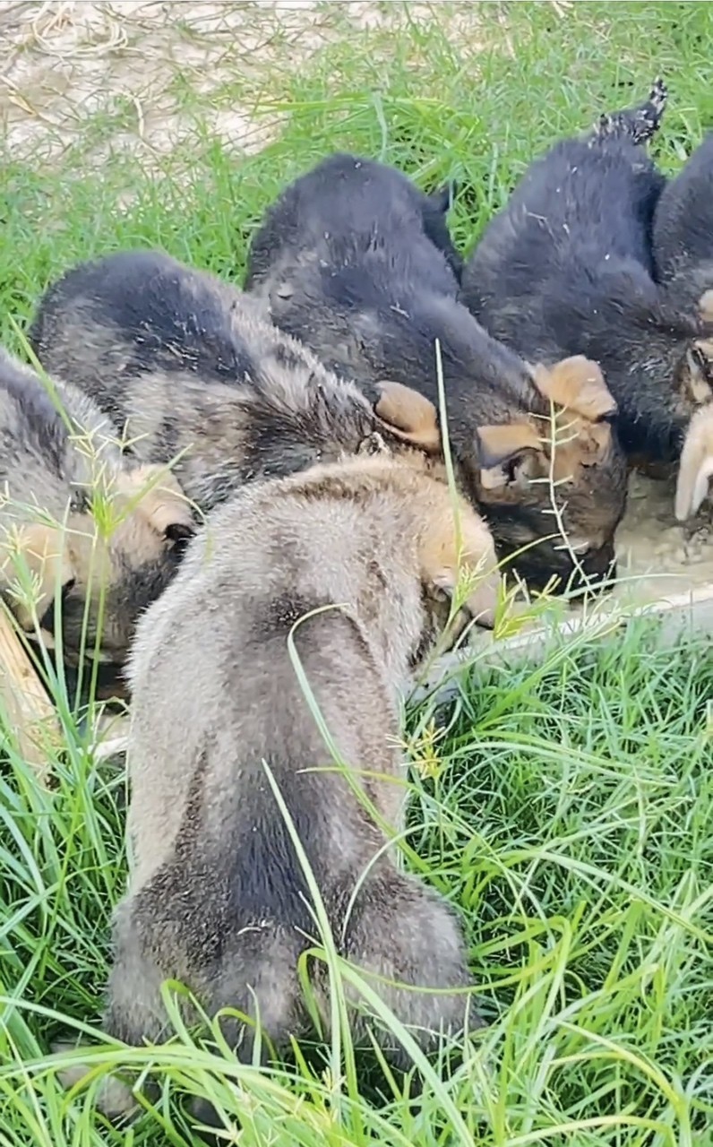 精品昆明犬公母都有（羅安血系配司平血系）。