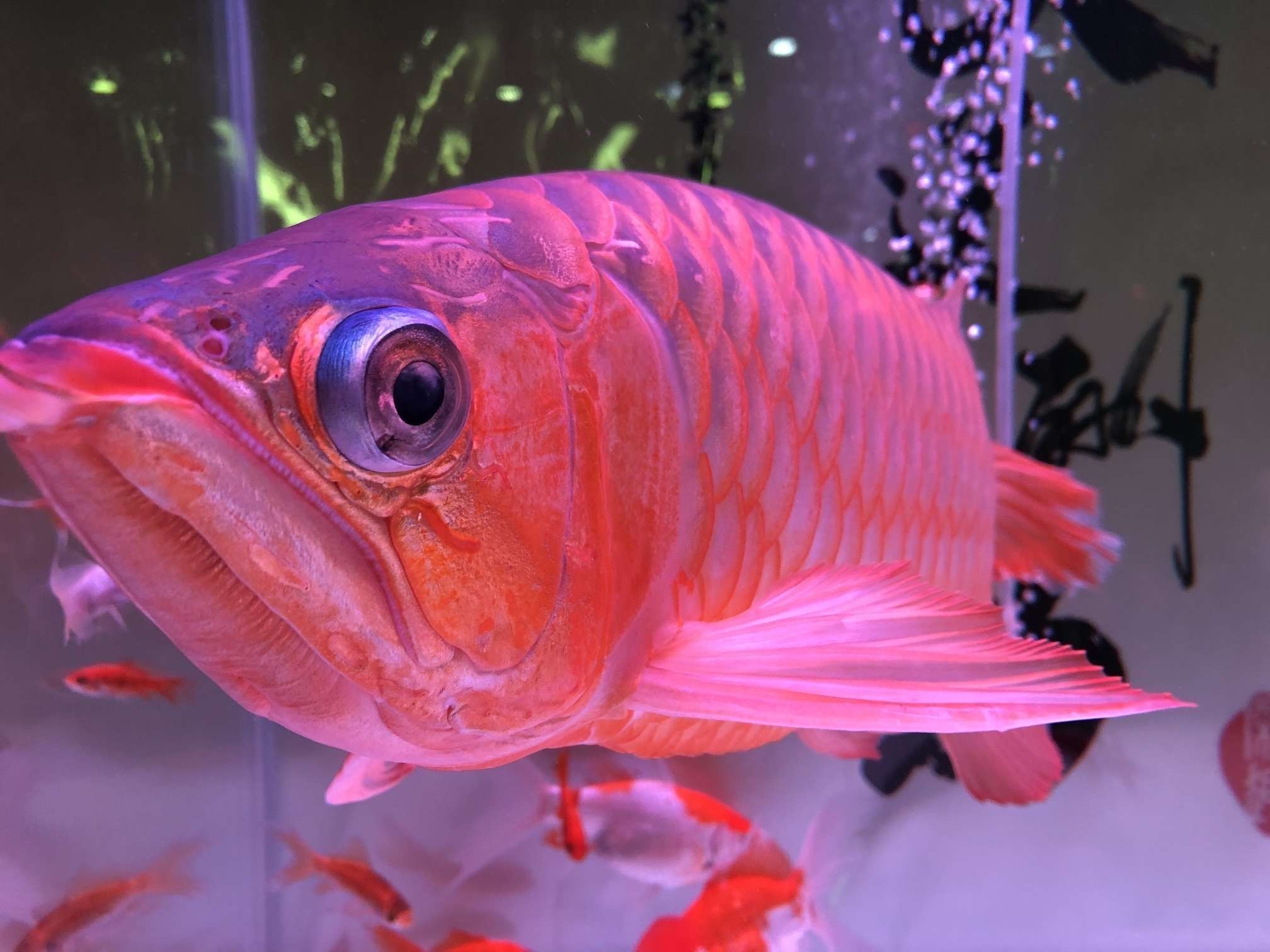 旌陽區鱻孑水族景觀社