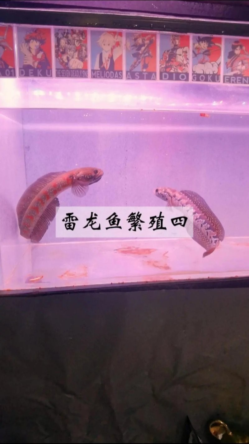 馬來西亞黑魔神雷龍魚