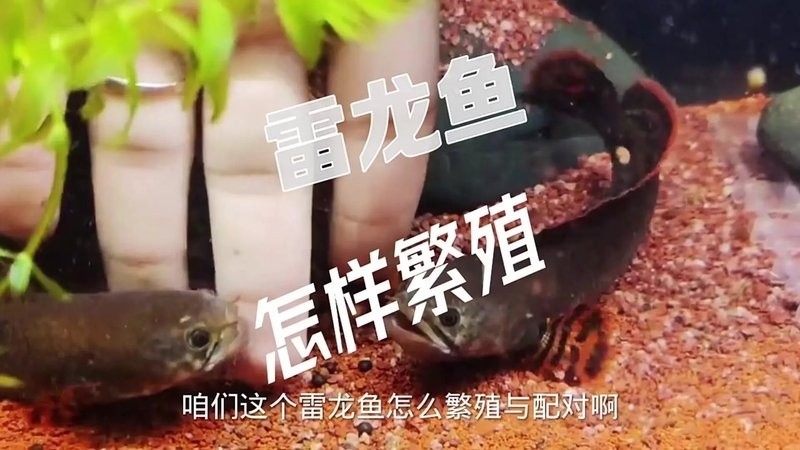 馬來西亞黑魔神雷龍魚