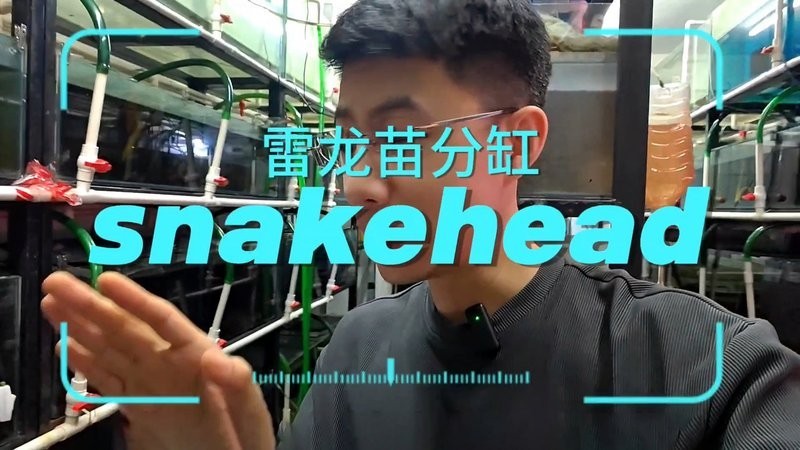 馬來西亞黑魔神雷龍魚
