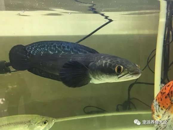 馬來西亞黑魔神雷龍魚