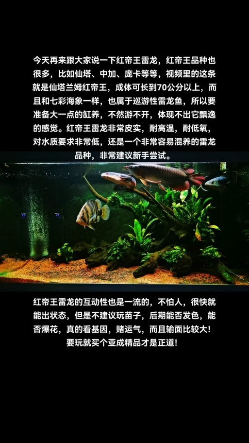 我如何聯系祥龍魚場？，如何聯系祥龍魚場 我如何聯系祥龍魚場？，如何聯系祥龍魚場 龍魚百科 第2張