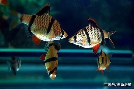 雷龍魚和虎皮魚混養好嗎圖片