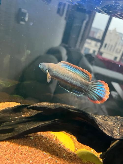 雷龍魚和虎皮魚混養好嗎圖片