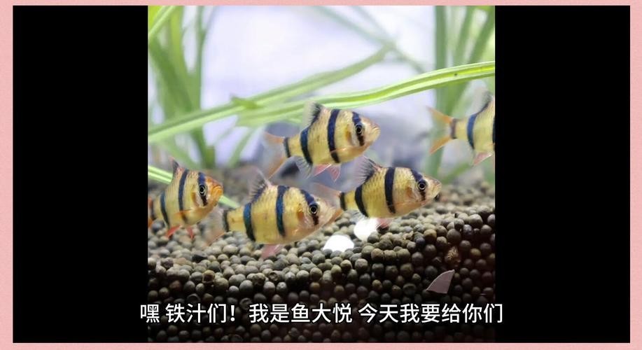 雷龍魚和虎皮魚混養好嗎圖片