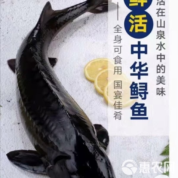 龍魚寄養要多少錢一斤