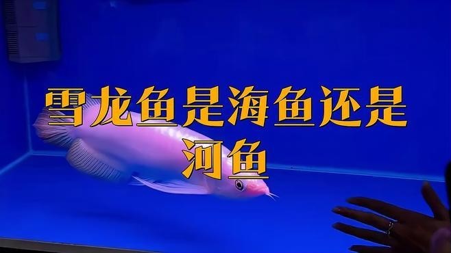 雪龍魚是海魚嗎還是河魚呢