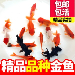 瑞安市進財水族館（瑞安市進財水族館地址）