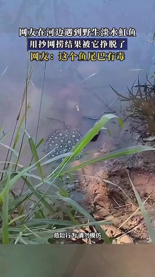 龍魚缸還能養什么魚圖片